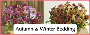 gardeningdirecthomepageautumnandwinterbedding.jpg