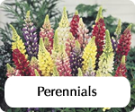 gardeningdirecthomepageperennials.jpg