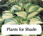 gardeningdirecthomepageplantsforshade.jpg