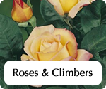 gardeningdirecthomepagerosesandclimbers.jpg