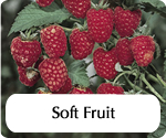 gardeningdirecthomepagesoftfruit.jpg