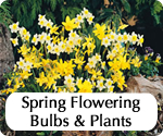 gardeningdirecthomepagespringfloweringbulbsandplants.jpg