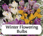 gardeningdirecthomepagewinterfloweringbulbs.jpg